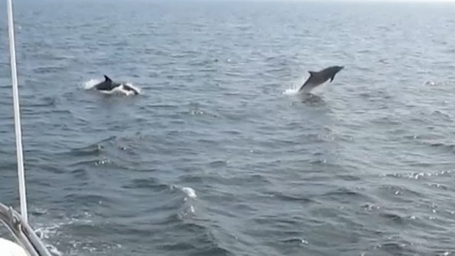 Still-from-Graeme-Sharkeys-video-up-close-to-dolphins-in-the-North-Sea.jpg